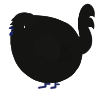 A black chicken with a speckle pattern