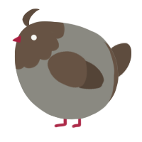 A ash and bark chicken with a head pattern