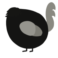 A black and ash chicken