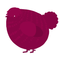 A maroon chicken with a bar pattern