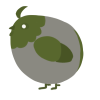 A ash and olive chicken with a head pattern
