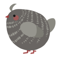 A grey and ash chicken with a bar pattern