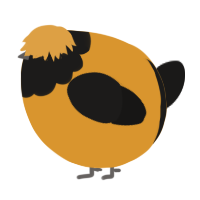 A orange and sable chicken with a head pattern