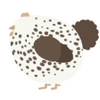 A white and bark chicken with a speckle pattern