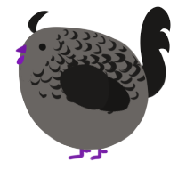 A grey and sable chicken with a half-lace pattern