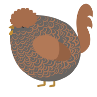 A grey and brown chicken with a double-lace pattern