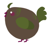 A bark and olive chicken with a neck-band pattern