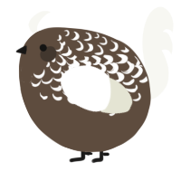 A bark and white chicken with a half-lace pattern
