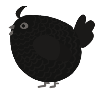 A black and sable chicken with a lace pattern