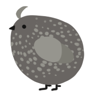 A grey and ash chicken with a speckle pattern