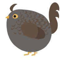 A grey and bark chicken with a half-lace pattern