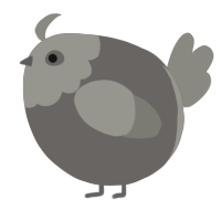 A grey and ash chicken with a head pattern
