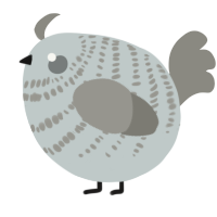 A silver and ash chicken with a bar pattern