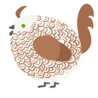 A white and brown chicken with a double-lace pattern
