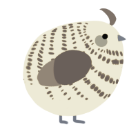 A navy and ash chicken with a bar pattern