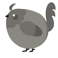 A ash and grey chicken with a head pattern