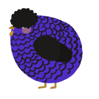 A indigo and sable chicken with a lace pattern