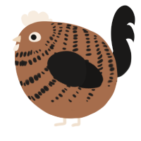A brown and sable chicken with a bar pattern