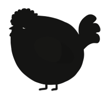 A black chicken