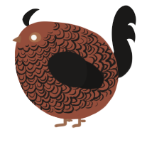 A russet and sable chicken with a double-lace pattern