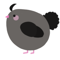 A grey and sable chicken