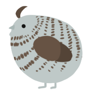 A silver and bark chicken with a bar pattern