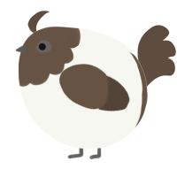 A white and bark chicken with a head pattern