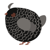 A black and grey chicken with a lace pattern