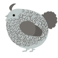 A silver and grey chicken with a double-lace pattern
