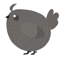 A grey chicken with a lace pattern