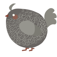 A grey and ash chicken with a double-lace pattern