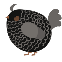 A black and grey chicken with a lace pattern