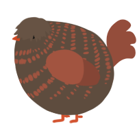 A bark and russet chicken with a bar pattern