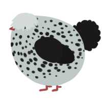 A silver and sable chicken with a speckle pattern
