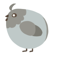 A silver and ash chicken with a head pattern
