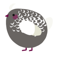 A grey and white chicken with a half-lace pattern