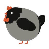 A ash and black chicken with a head pattern