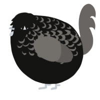 A black and grey chicken with a half-lace pattern