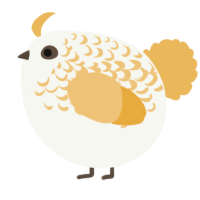 A white and honey chicken with a half-lace pattern