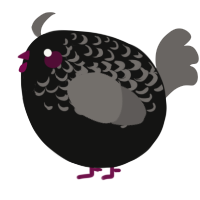 A black and grey chicken with a half-lace pattern