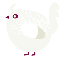 A white chicken with a half-lace pattern