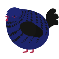 A navy and black chicken with a bar pattern
