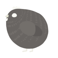 A grey chicken with a bar pattern