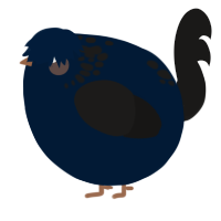 A tumblr and sable chicken with a neck-speckle pattern