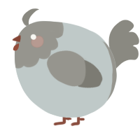 A silver and ash chicken with a head pattern