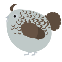 A silver and bark chicken with a half-lace pattern