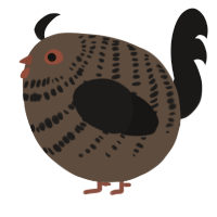 A bark and sable chicken with a bar pattern