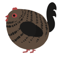 A bark and sable chicken with a bar pattern