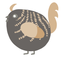 A grey and beige chicken with a half-bar pattern
