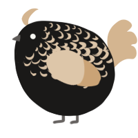 A sable and beige chicken with a half-lace pattern
